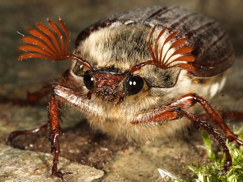 Melolontha 14.jpg