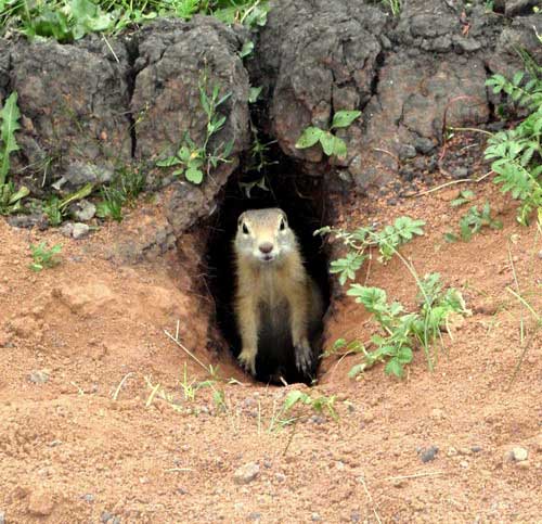 Rodentia 8.jpg