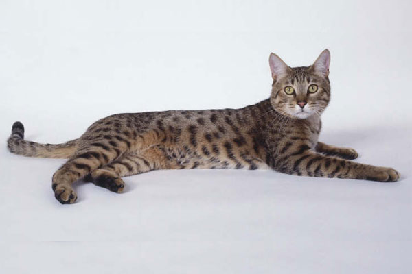 Kaliforny cat.jpg