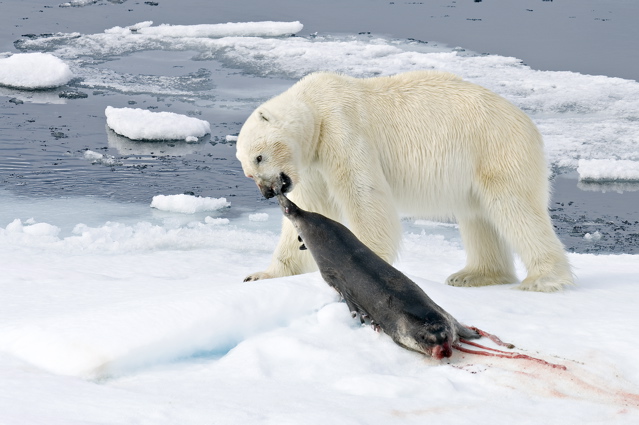 Ursus maritimus 1.jpg