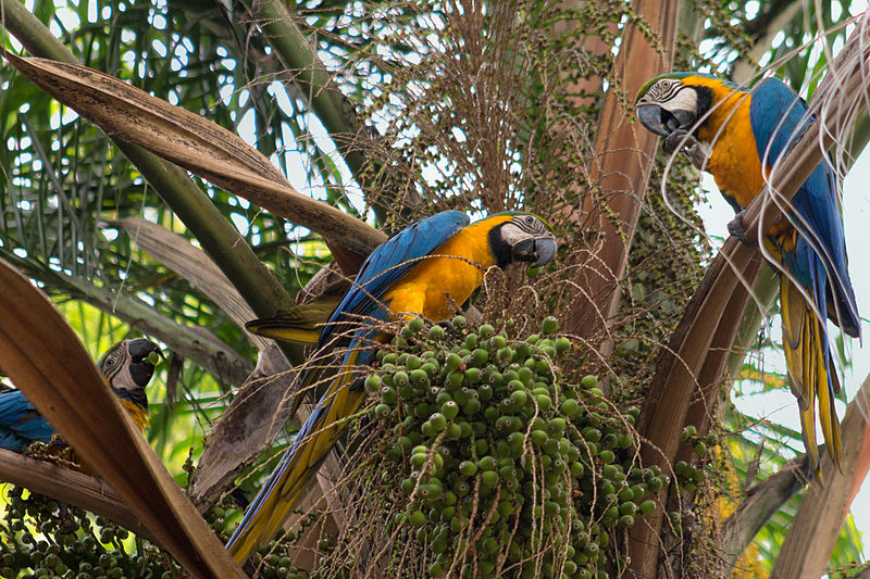 Ara ararauna -Parque del Este, Caracas, Venezuela -eating-8.jpg