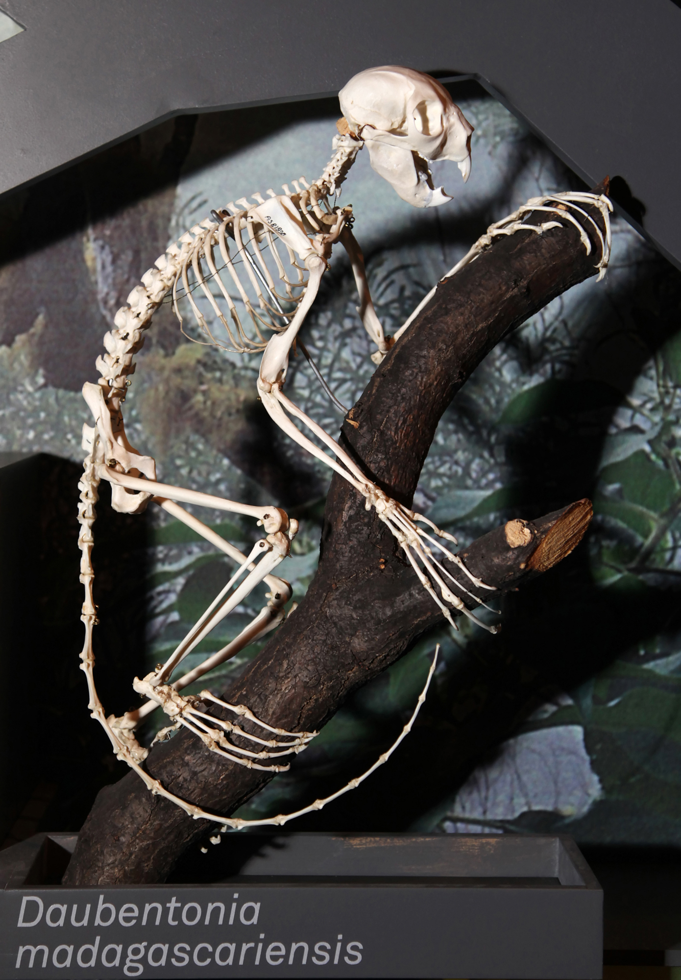 Aye-Aye Daubentonia madagascariensis in Stockholm.jpg