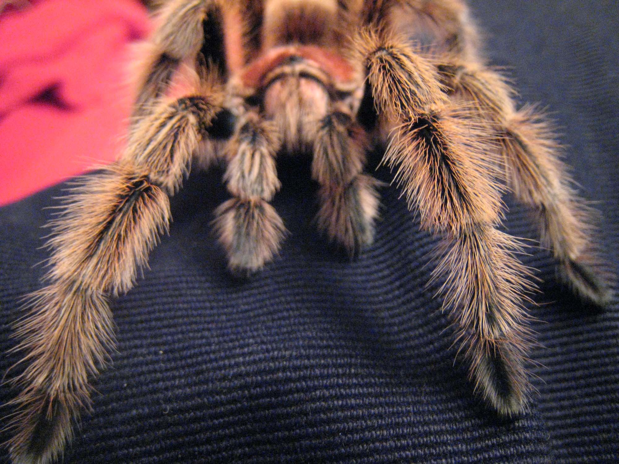 Araneae 9.jpg