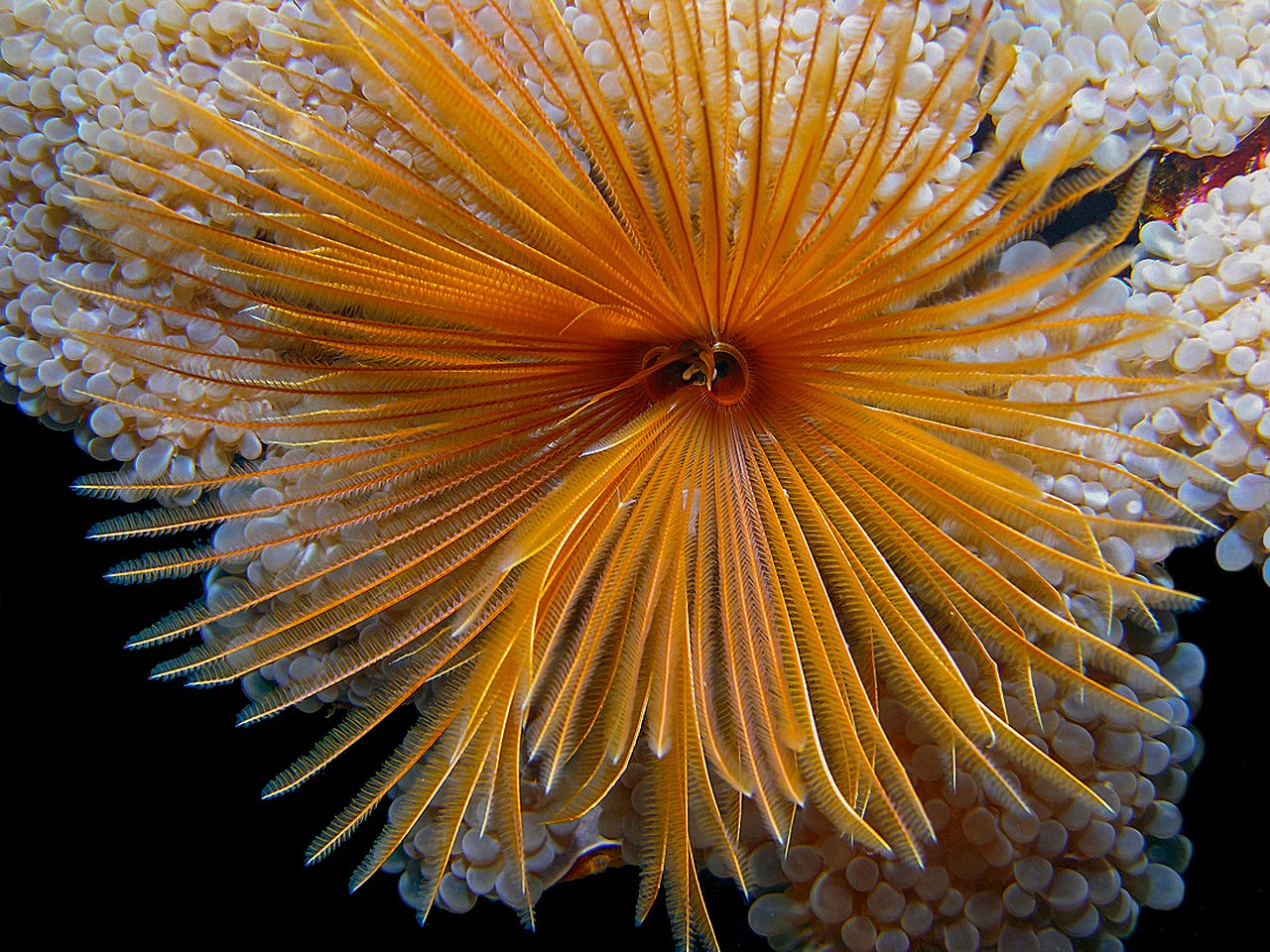 Pacific Feather Duster Sabellastarte sp 2.jpg