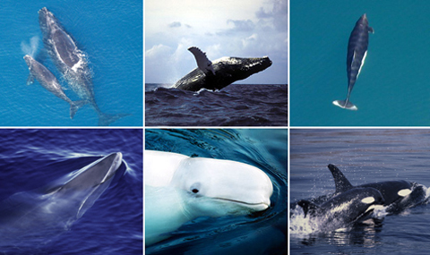 Cetacea 5.jpg