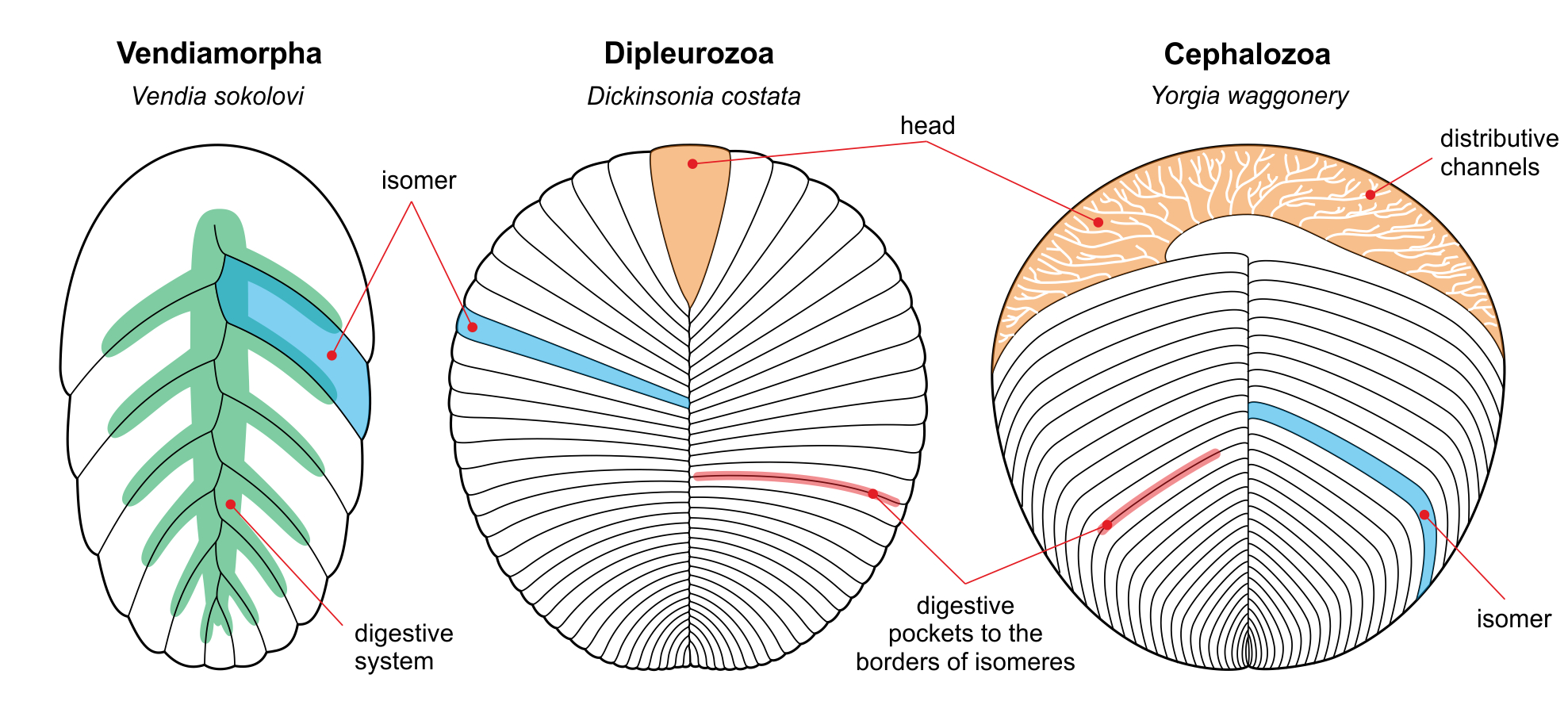Anatomy of the three proarticulatan classes: Vendiamorpha, Dipleurozoa and Cephalozoa