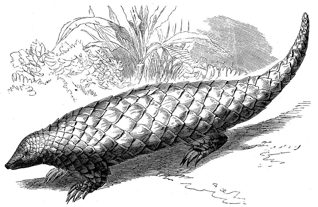 Pangolin.jpg
