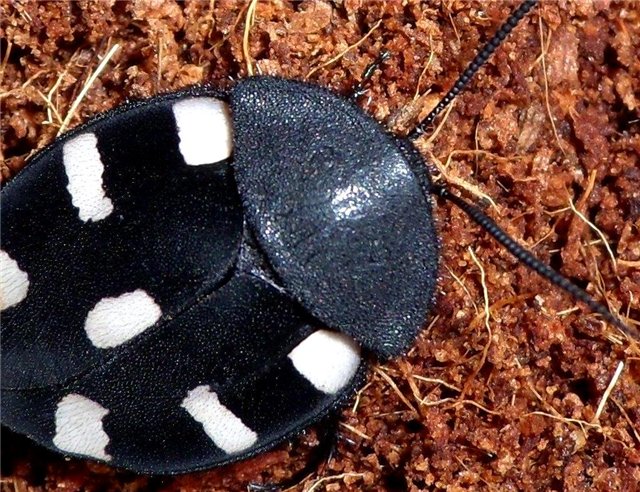 Blattodea 4.jpg