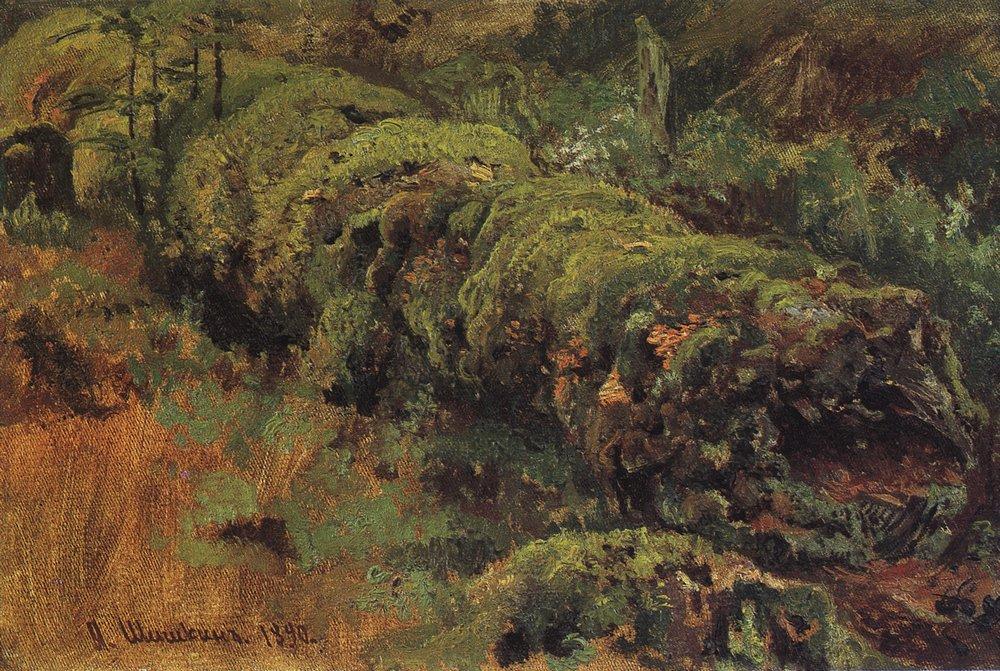 Гнилое дерево, покрытое мхом. 1890