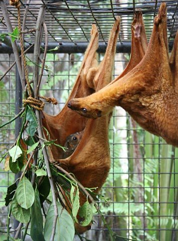 Dermoptera 2.jpg