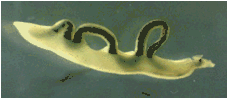 Schistosoma Mekongi image006.gif