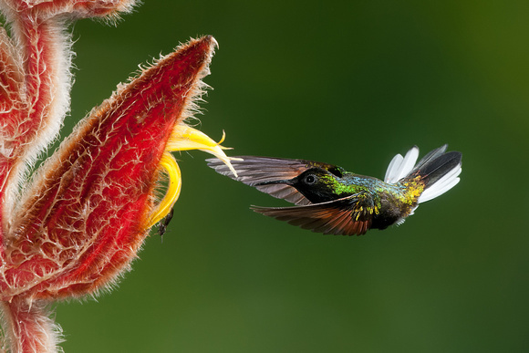 Trochilidae 7.jpg