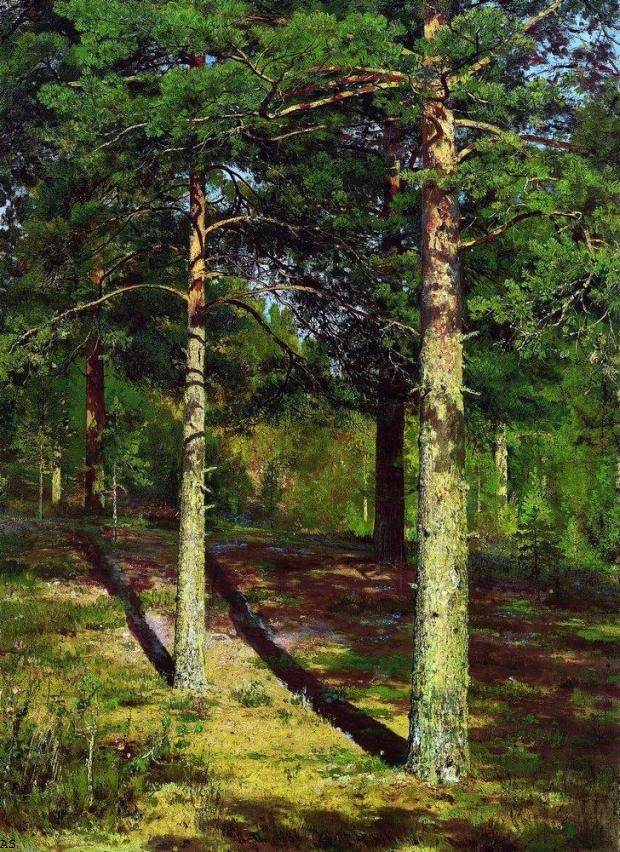 Сосны, освещенные солнцем. 1886