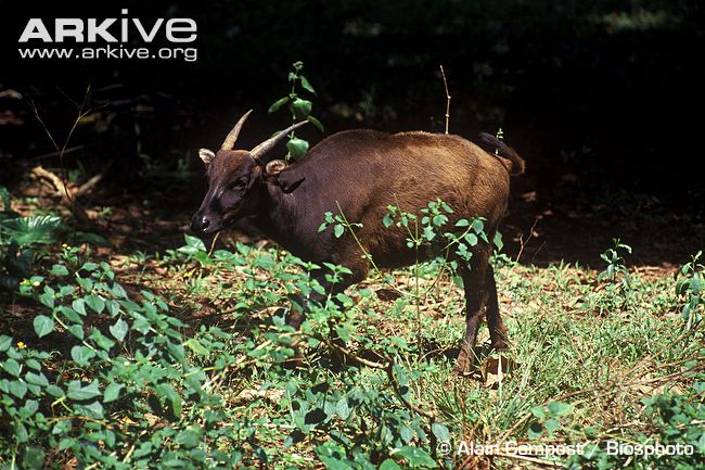Mountain-anoa-amongst-vegetation.jpg