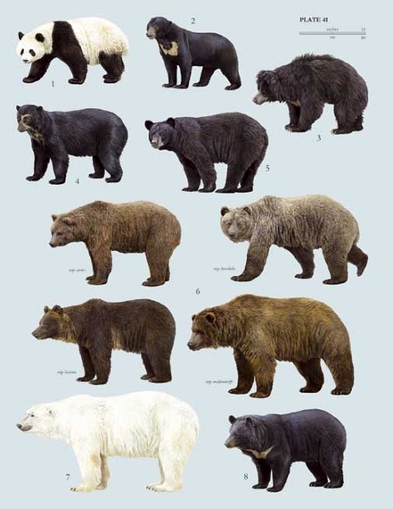 Ursidae 1.jpg