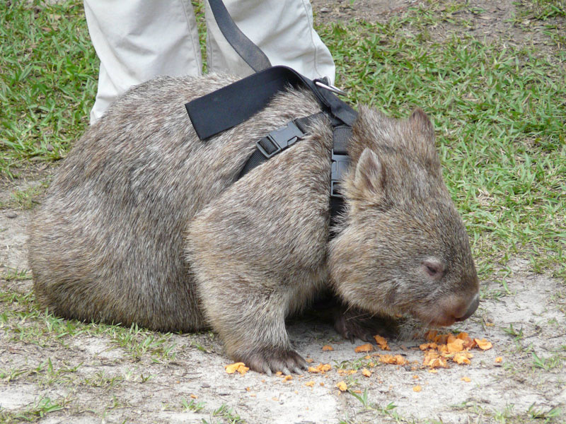 Vombatidae 4.jpg