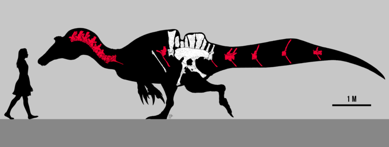 Ichthyovenator laosensis skeletal reconstruction by PaleoGeek.png