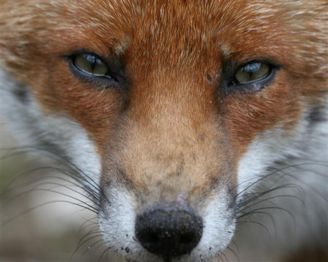 Vulpes.jpg