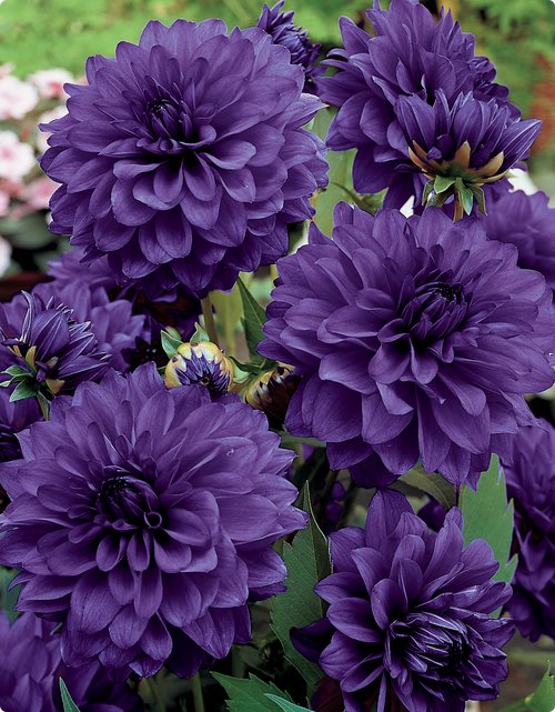 Dahlia 13.jpg