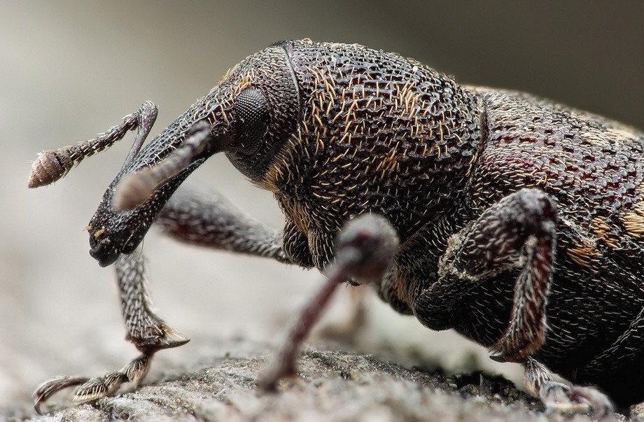 Curculionidae 9.jpg