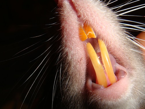 Rodentia 6.jpg