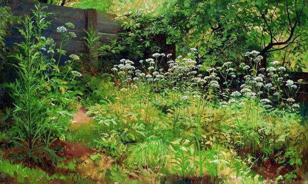 Сныть-трава. Парголово. 1884—1885