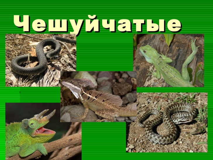 Squamata 1.jpg