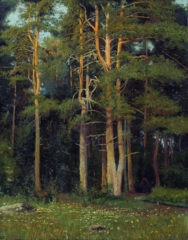 Сосновый бор у Лигова. 1895