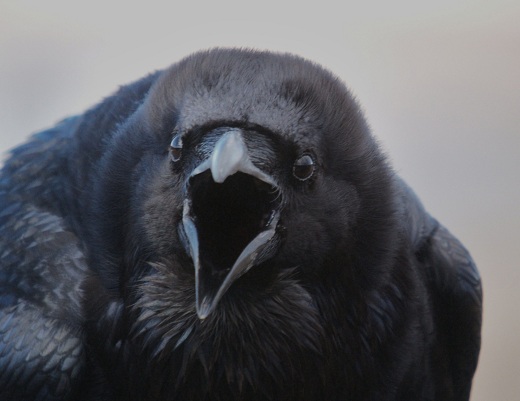 Corvus 1.jpg