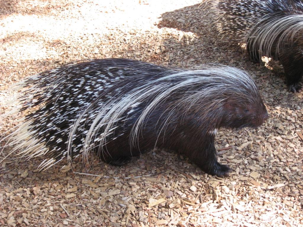 Rodentia 5.jpg