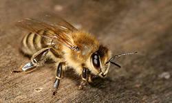 Bee 3.jpg