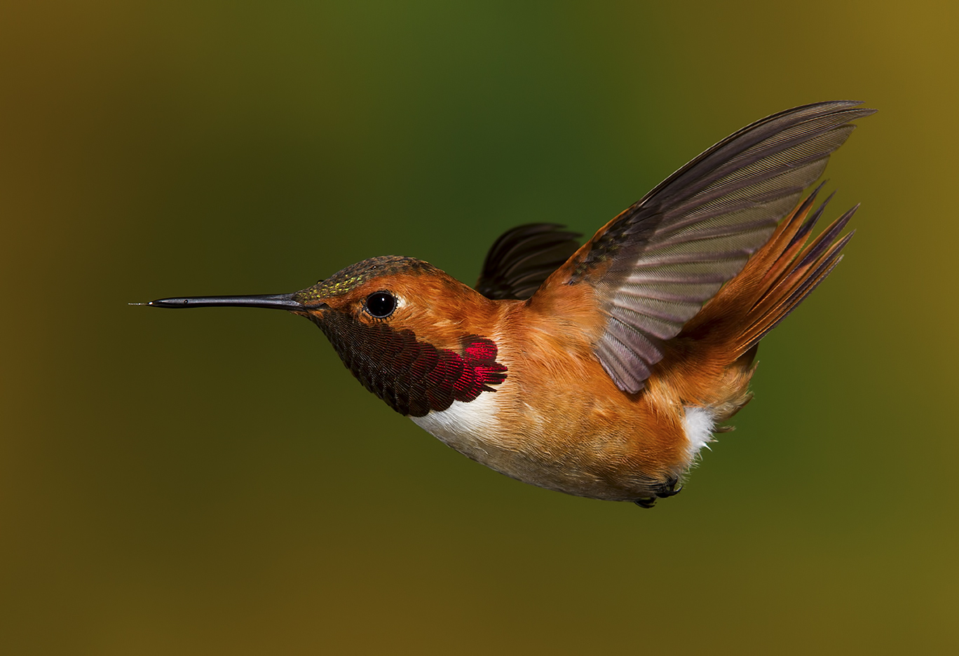 Trochilidae 9.jpg