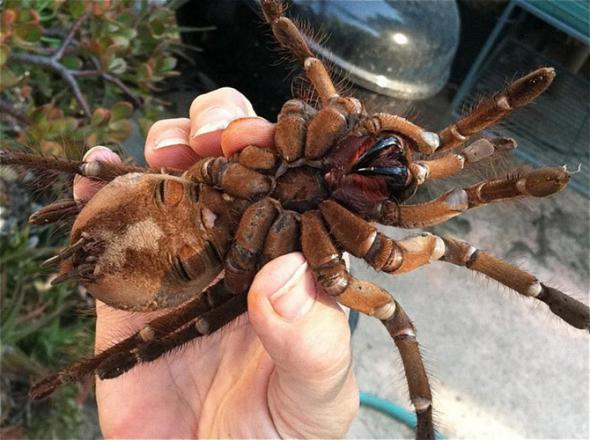 Araneae 8.jpg