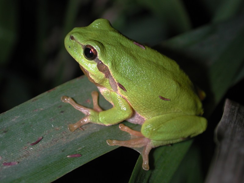 Hyla arborea.jpg
