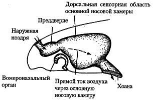 Testudines 4.jpg
