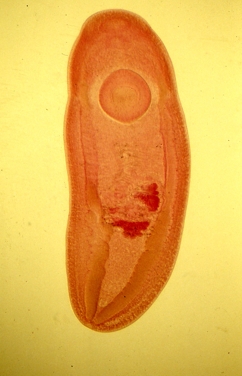 Clinostomum-complanatumMc.jpg