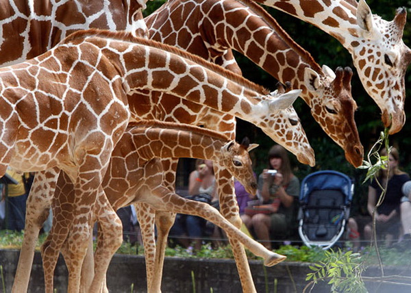 Giraffa 10.jpg