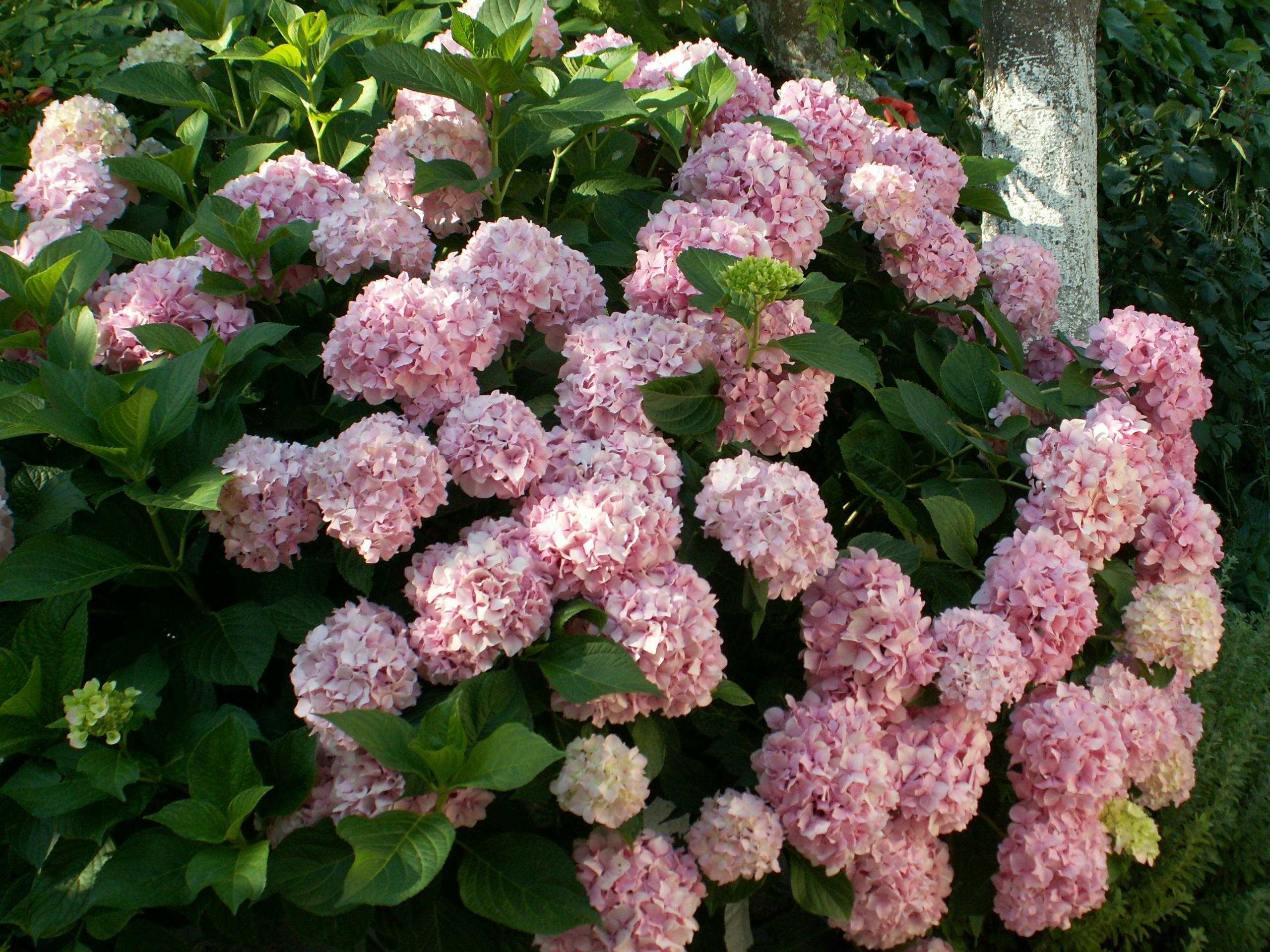 Hydrangea 3.jpg