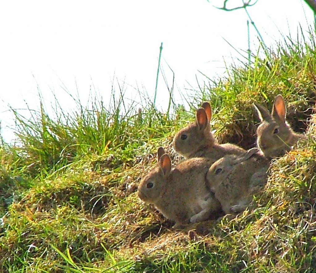 Lagomorpha 4.jpg
