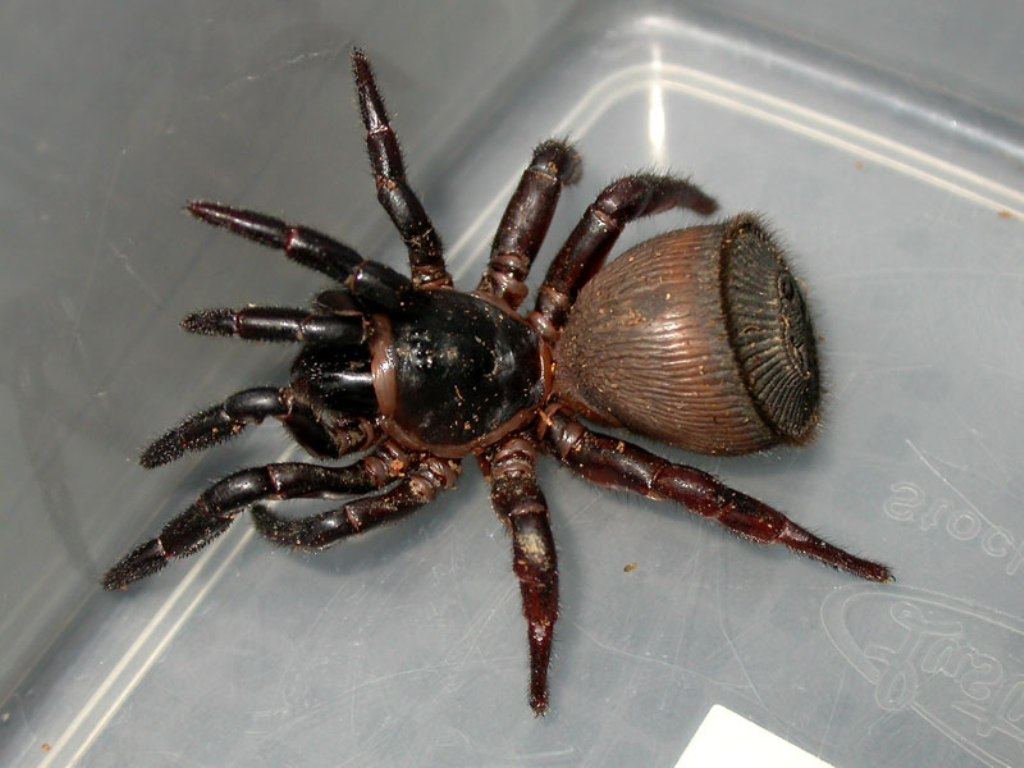 Araneae 12.jpg