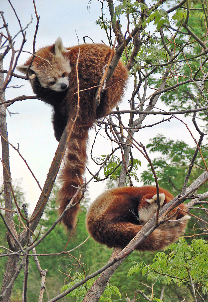 Ailurus fulgens 8.jpg