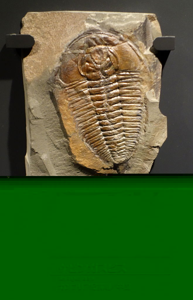 Kepingaspis sp. - National Museum of Nature and Science, Tokyo - DSC07734 2.JPG