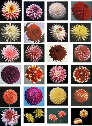 Dahlia 11.jpg