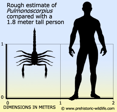 Pulmonoscorpius-size.jpg