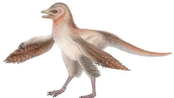 Eosinopteryx-brevipenna.jpg