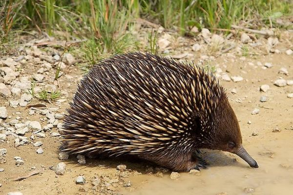 Echidna 12.jpg