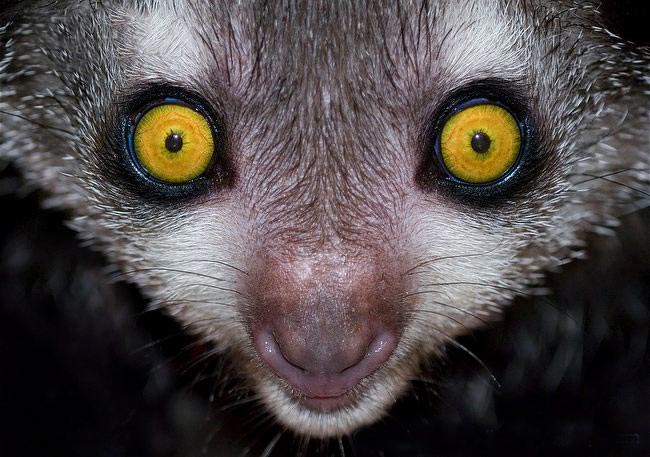 Daubentonia madagascariensis 2.jpg