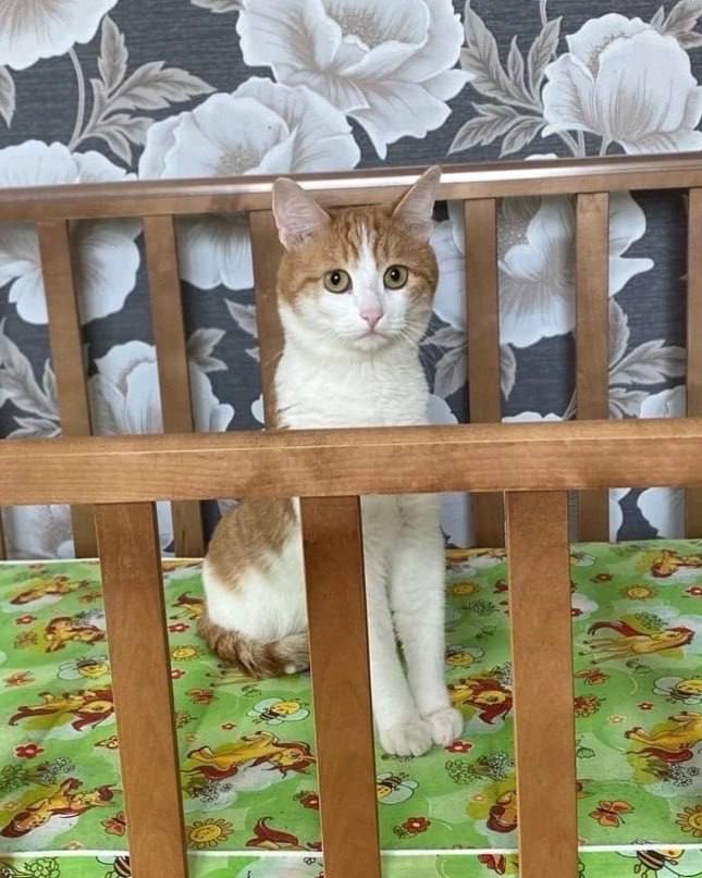 Файл:Кот Твикс.jpg