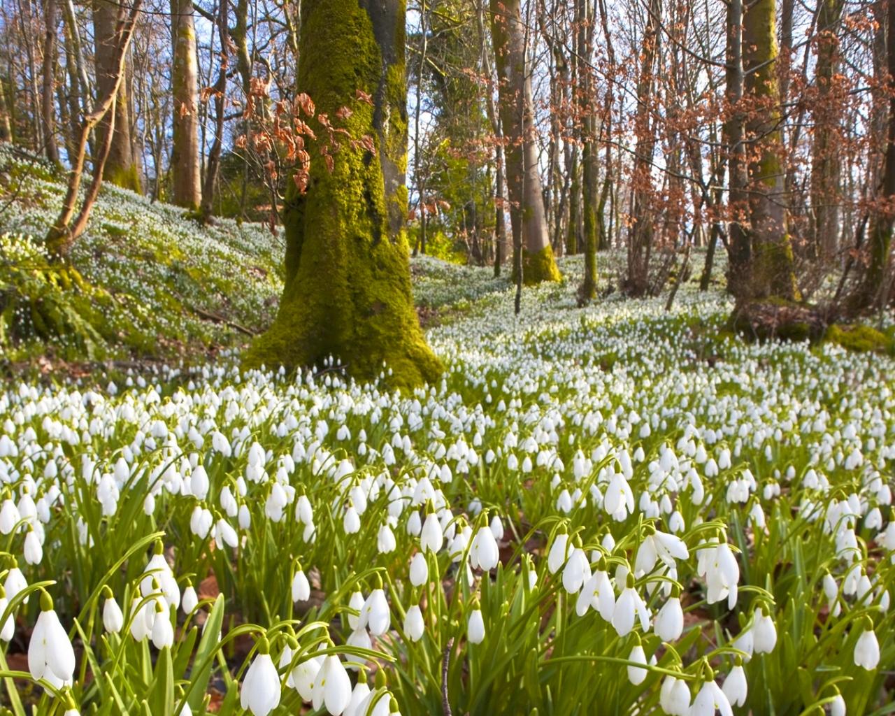 Galanthus 1.jpg
