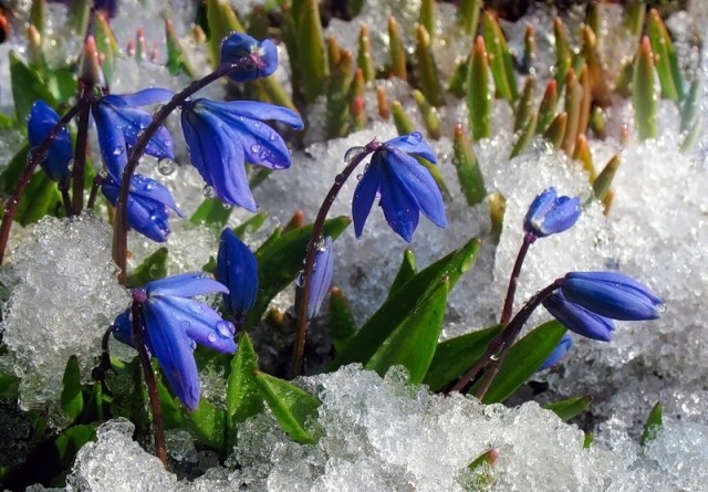 Galanthus 2.jpg